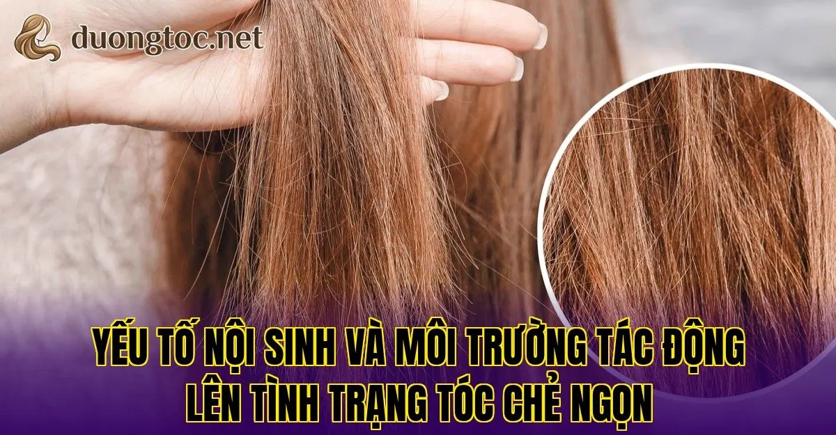 Yếu tố nội sinh và môi trường tác động lên tình trạng tóc chẻ ngọn